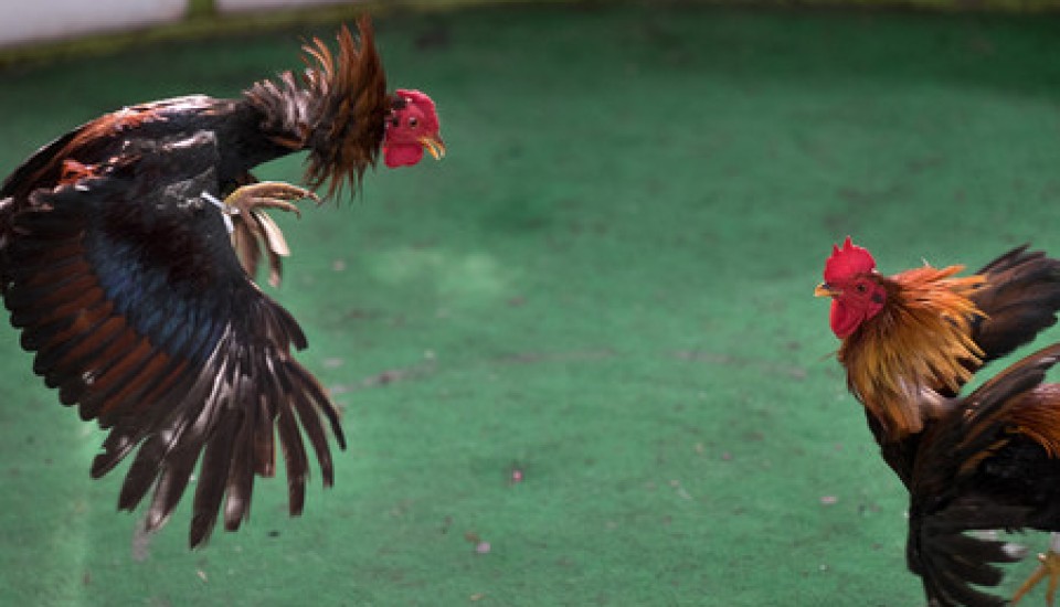 Gallo Dominicano