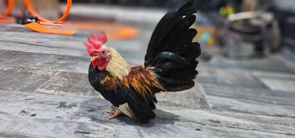 Gallo Cubano