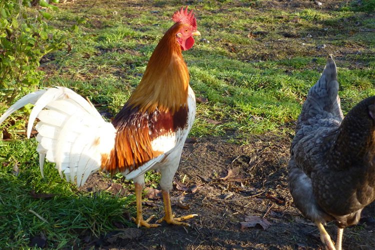 Gallo Inglés Antiguo