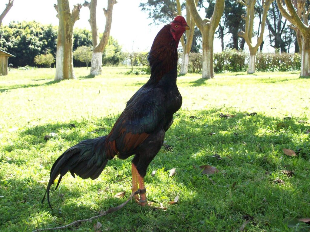 Gallo Shamo