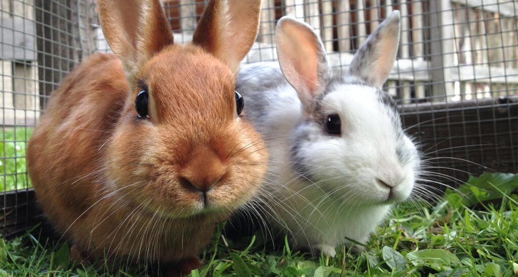 Principales Razas de Conejos en Estados Unidos