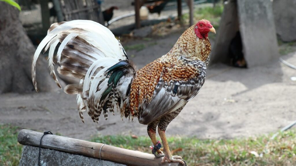 Gallo Colombiano