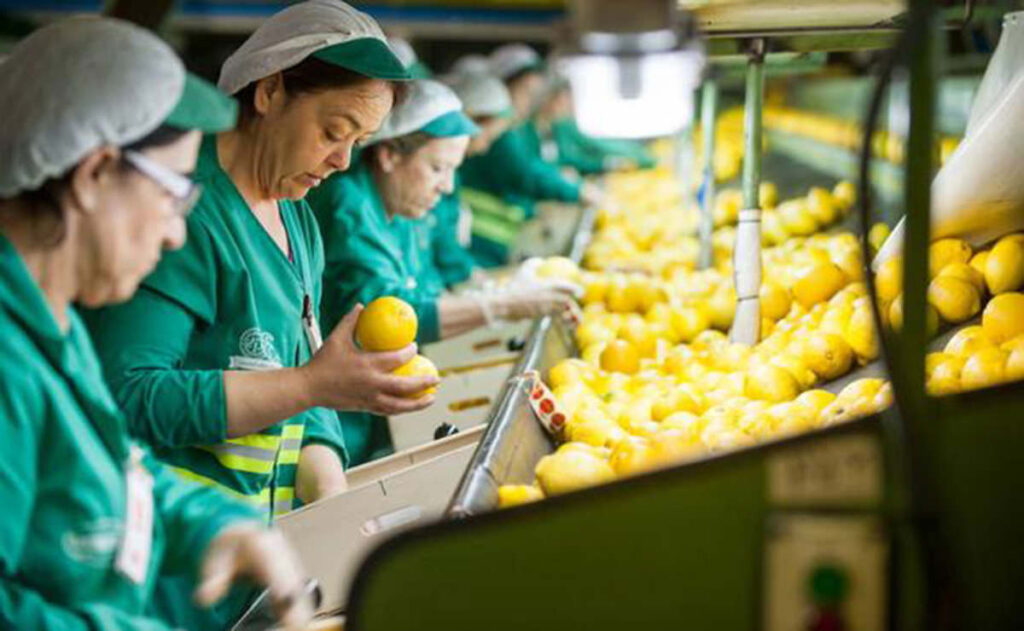 Cómo Conseguir Trabajos para Empacar Frutas en EE.UU.