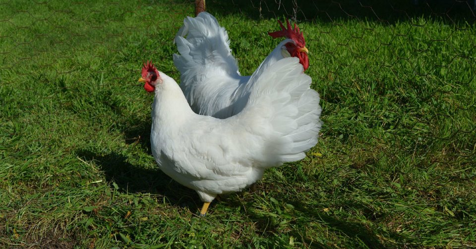Leghorn Blanca