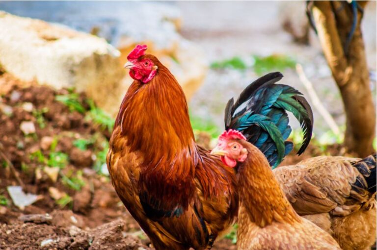Principales Razas de Gallinas