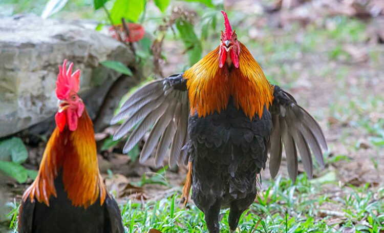 Gallo Peruano