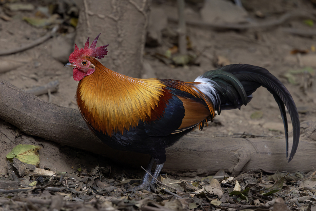 Gallo Chileno