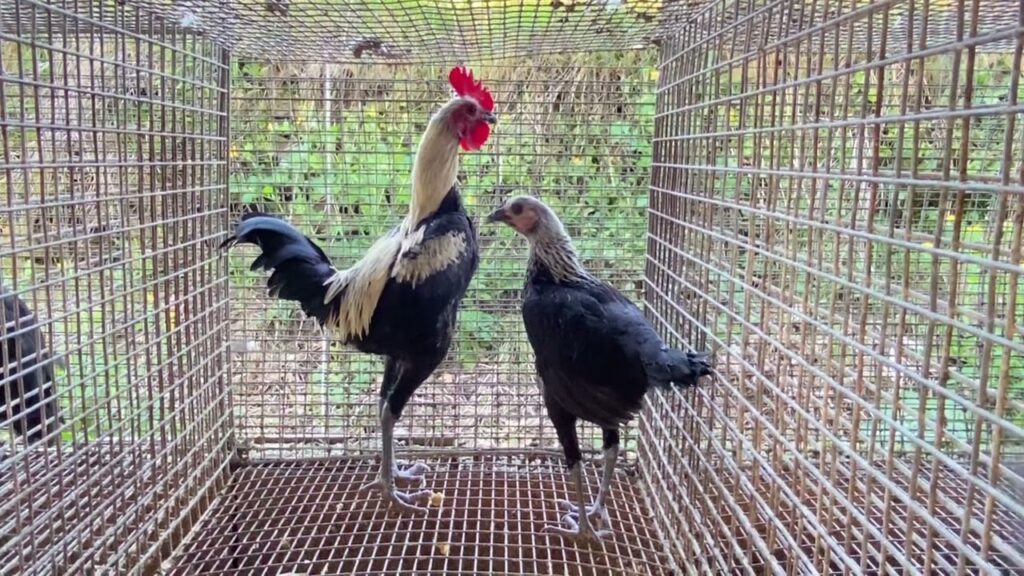 Gallo Inglés Moderno