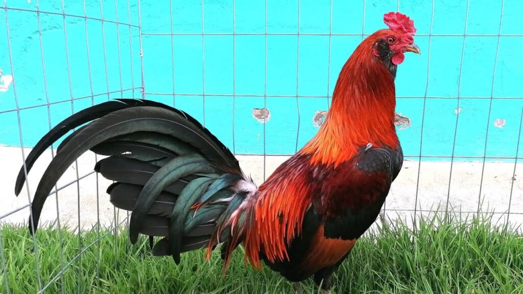 Gallo Asil