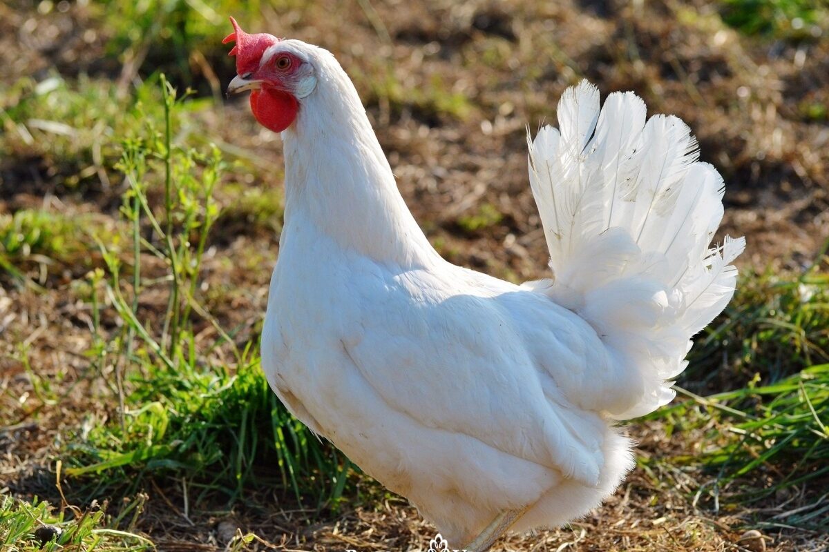 Plymouth Rock Blanca
