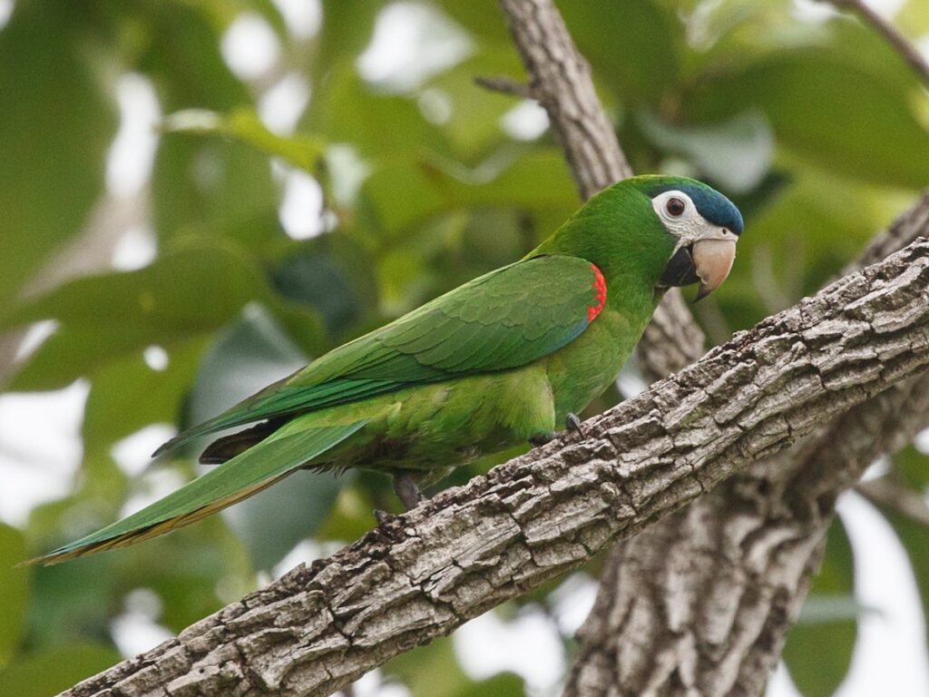 Guacamaya de Schneider (Diopsittaca nobilis)