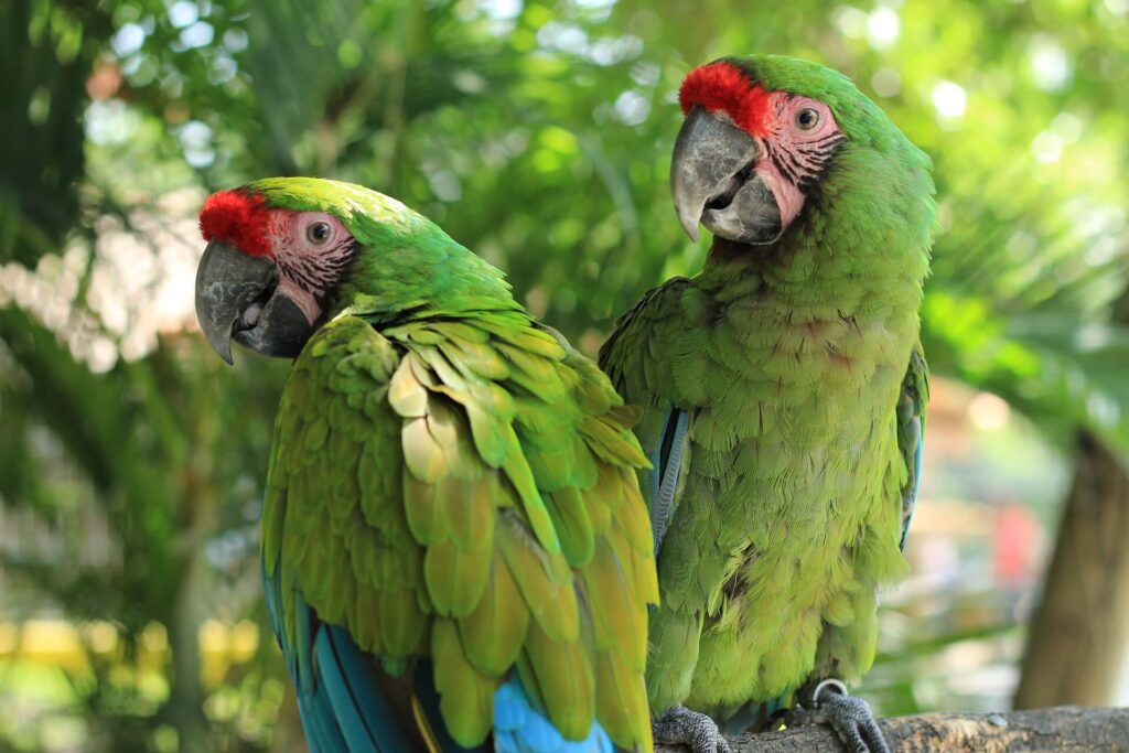 Guacamaya Ara Militaris