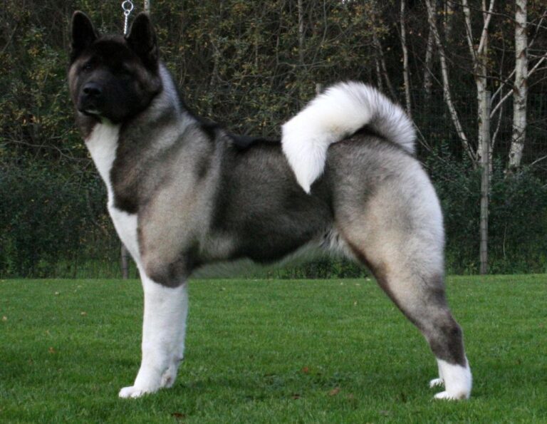 Perro Akita Americano