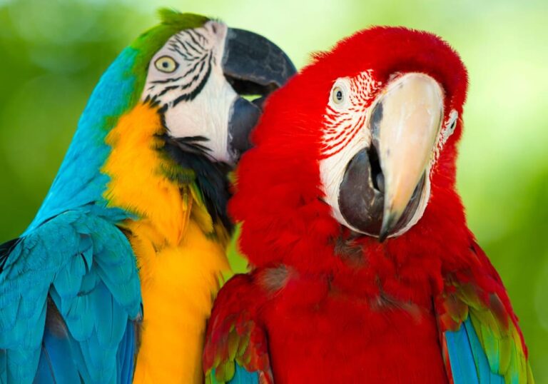 Razas de Guacamayos más populares en Estados Unidos