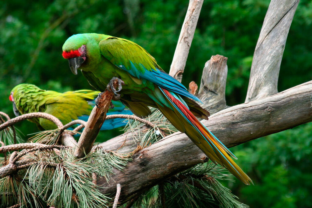 Guacamaya de Buffon (Ara ambiguus)