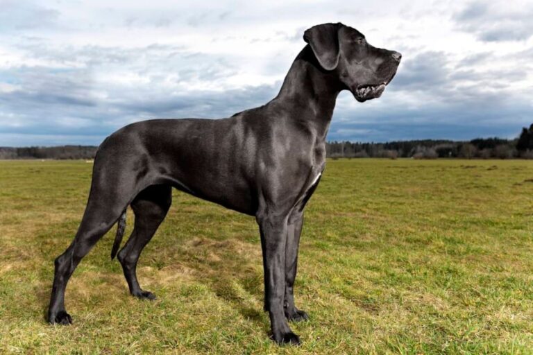 Perros Gran Danes
