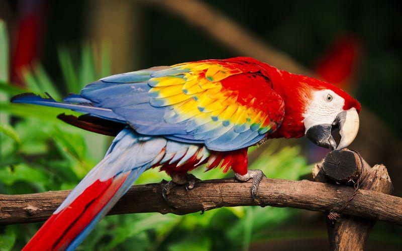Guacamaya Escarlata o Ara Macao