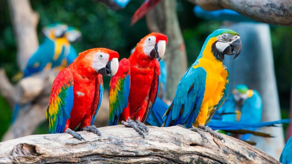 Guacamayas, aves milenarias.