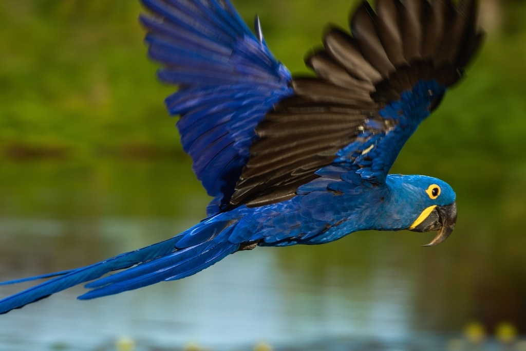 Guacamayo Jacinto