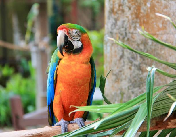 Guacamayas Catalina