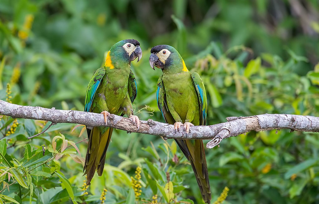 Guacamaya Maracaná cuello dorado