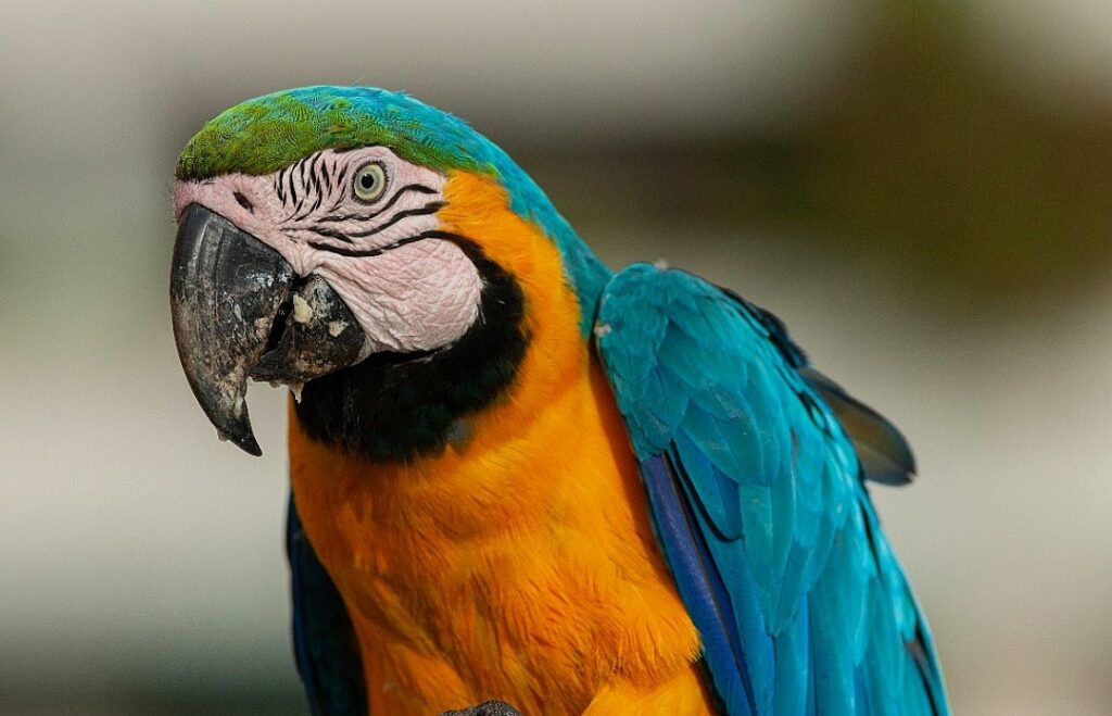 Guacamaya Ara Arauna