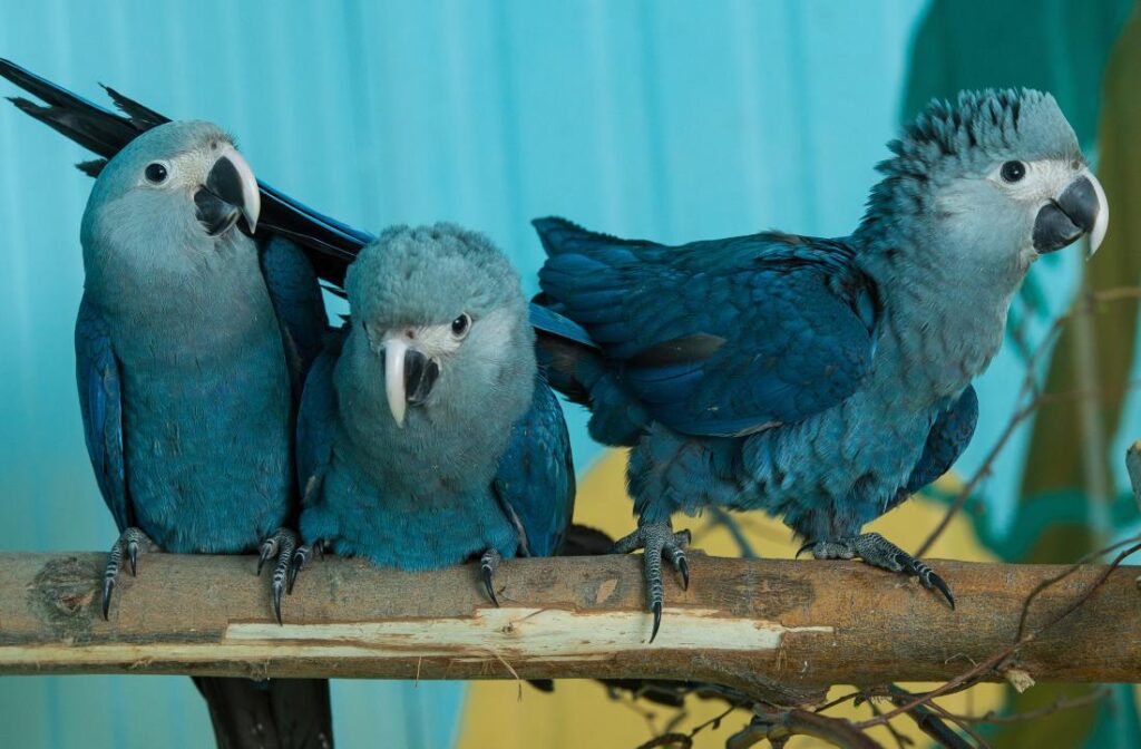 Guacamaya Spix (Cyanopsitta spixii)