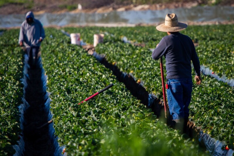 Agricultura: Cosechas, empacadoras y granjas