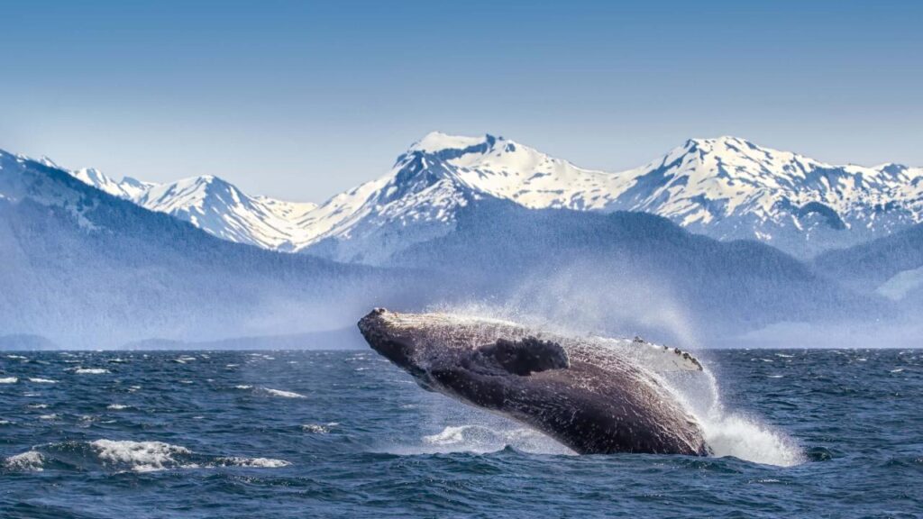 Glacier Bay - Alaska