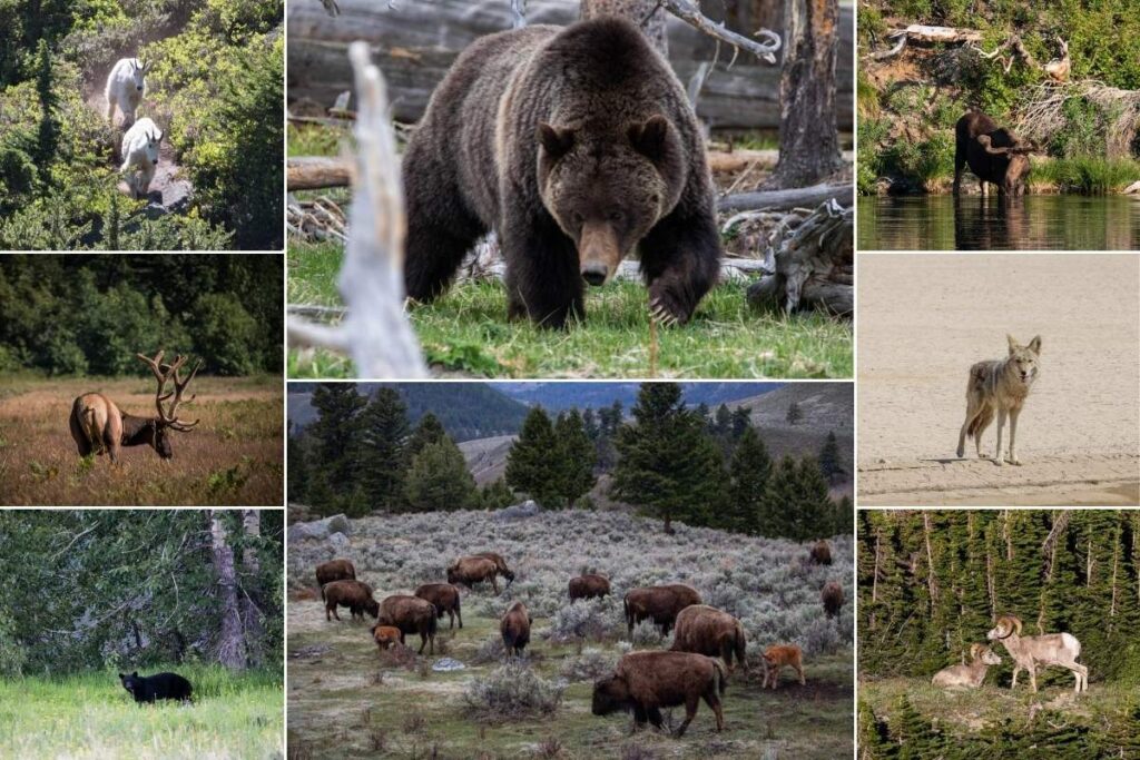 wildlife in US national parks