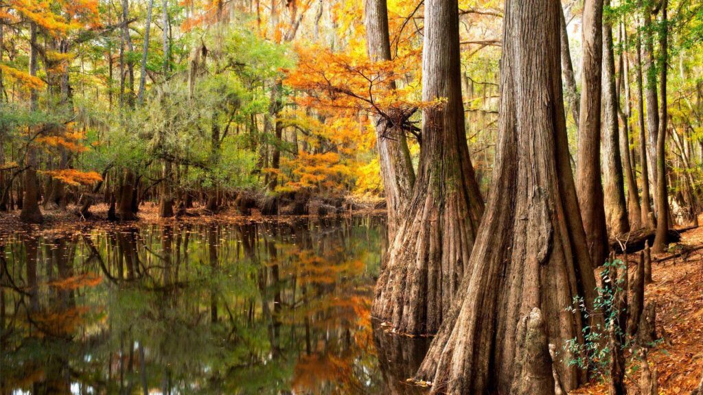 Congaree (Carolina del Sur) 